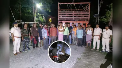 Muzaffarpur News: पशु तस्करों पर फकुली पुलिस का बड़ा एक्शन, 3 ट्रकों से 60 मवेशी मुक्त, यूपी के 22 अंतरराज्यीय तस्कर गिरफ्तार